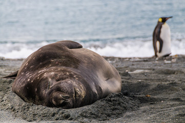 Elephant Seals at Gold Harbour