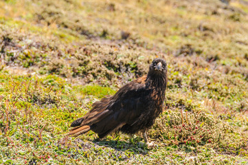 Striated Caracara on the Falkland Islands