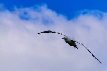 Fototapeta premium Wandering Albatross in Flight