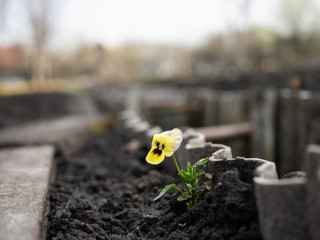 garden, grow seasonal viola flowers