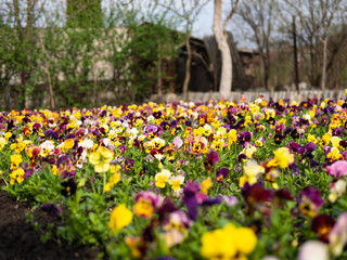 garden, viola flowers