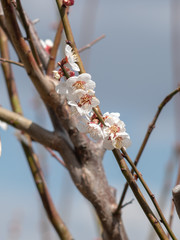 20190406 三春町で春を探す1 梅