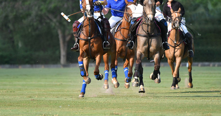 horse running in polo match.