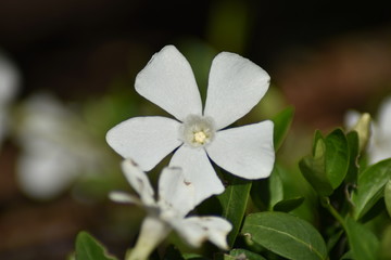 Weißes Immergrün 'Alba' (Vinca minor 'Alba')