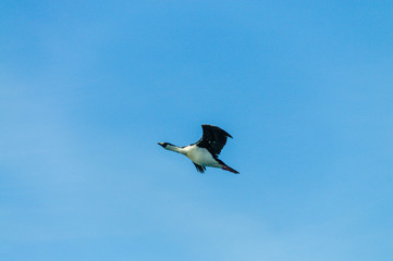 Antarctic shag - Leucocarbo bransfieldensis- in Flight over the Southern Atlantic Ocean