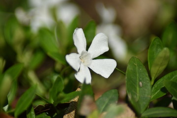 Weißes Immergrün 'Alba' (Vinca minor 'Alba')