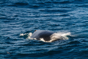 Blowhole of a diving southern right whale.