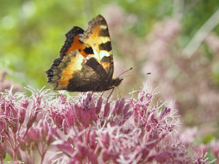 beautiful orange peacook monarch butterfly on a pink flower sipping nectar and spreading pollen on a warm summer day