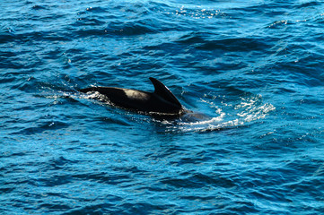 Long-Finned Pilot Whales in the Southern Atlantic Ocean