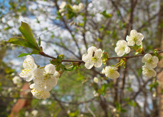 white Cherry flowers on branch tree at the springtime in sunny day