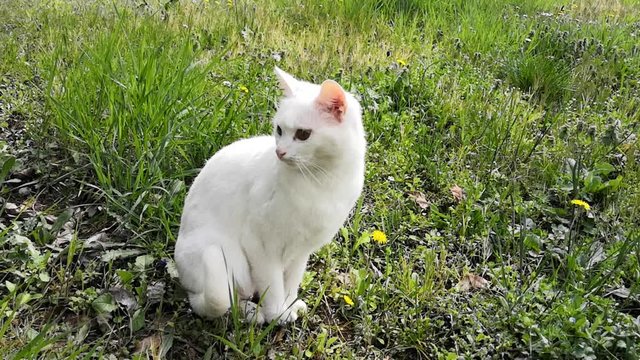 chat blanc dans le jardin