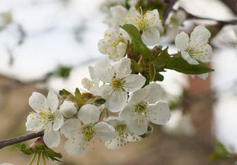white Cherry flowers on branch tree at the springtime in sunny day