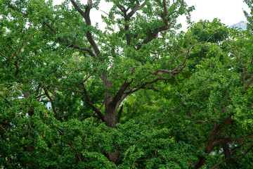 Big tree with many green leaves