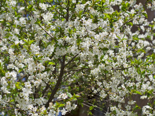 white Cherry flowers on branch tree at the springtime in sunny day