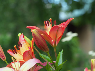 Closeup orange red yellow white Lily flowers in a garden bed, Macro shot, Pistil and stamen and bud and drop scent oil.