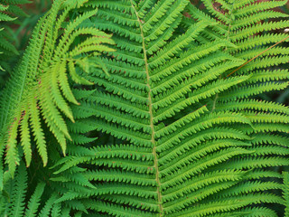 Bush Background, texture with bracken eagle Fern leaves