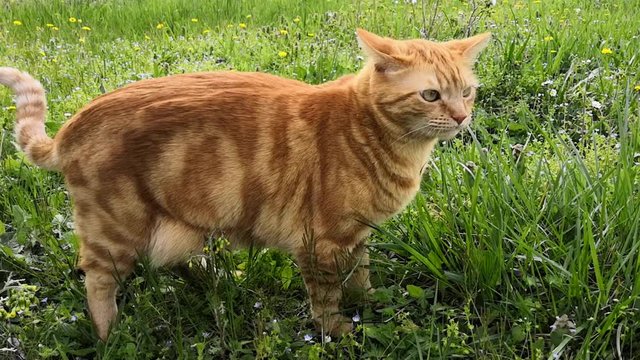 chat qui a mang&eacute; de l'herbe