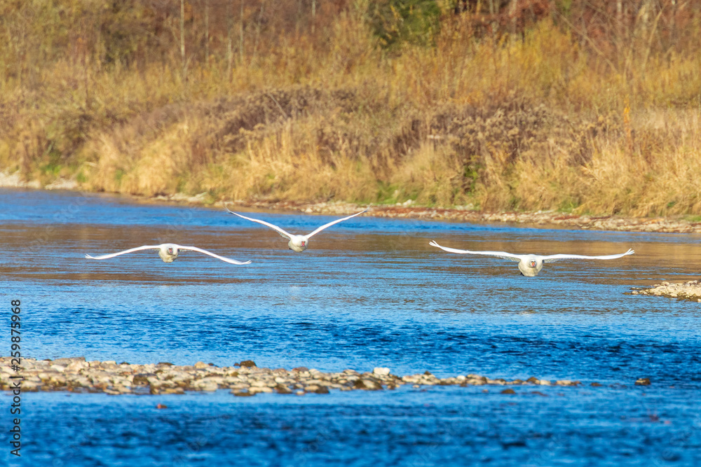 Wall mural three swans