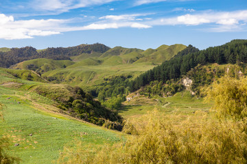 Fototapeta na wymiar typical rural landscape in New Zealand