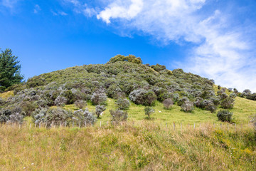 Fototapeta na wymiar typical rural landscape in New Zealand