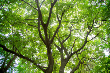 Beautiful tree and sunshine in the garden