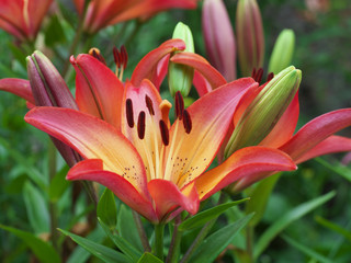 Closeup orange red yellow white Lily flowers in a garden bed, Macro shot, Pistil and stamen and bud and drop scent oil.