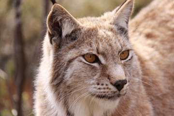 portrait of a lynx in Norway