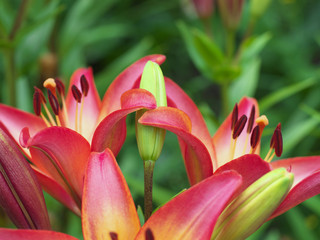 Obraz premium Closeup orange red yellow white Lily flowers in a garden bed, Macro shot, Pistil and stamen and bud and drop scent oil.