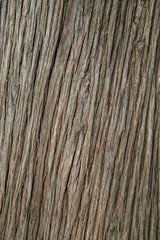 Tree bark or rind on very big tree in the garden