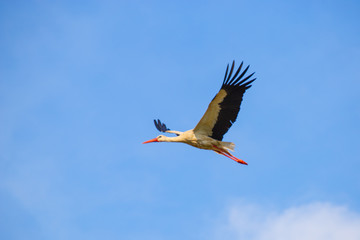 Stork