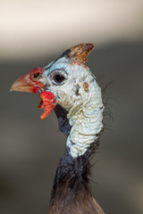 Close up of a Helmeted Guineafowl (Numida meleagris) in Praslin, Seychelles.