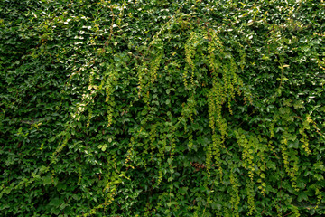 Fototapeta na wymiar Green vines covered on stone walls.