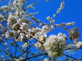 Fleur de cerisier