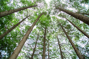 Fototapeta premium Many tall trees planted in the garden is very beautiful