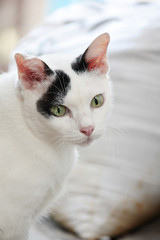 Fototapeta na wymiar Cute white and black cat sitting enjoy on the terrace