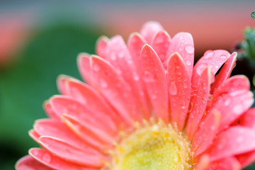 Drops on Gerbera