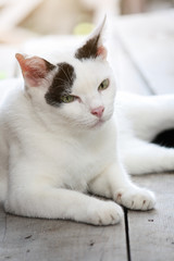 Cute white and black cat sitting enjoy on the terrace