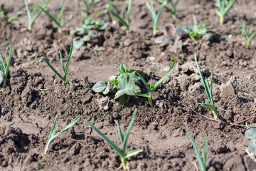 Garlic in the garden, in the spring garden with strawberries