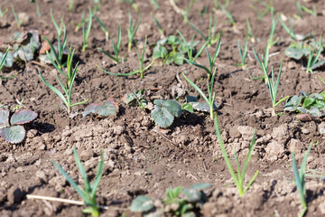 Garlic in the garden, in the spring garden with strawberries