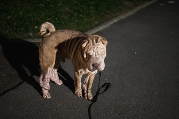 View from above at cute little shar pei chinese dog at sidewalk
