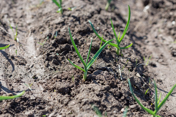 Young green shoots of garlic. Green feathers of garlic in the garden
