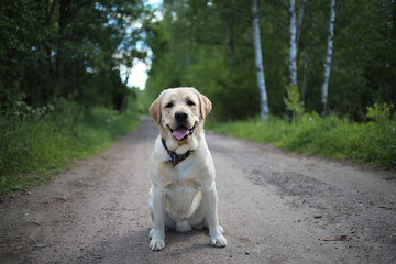 Golden Labrador walking in the spring park, natural light