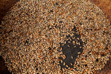 soy or soya seeds