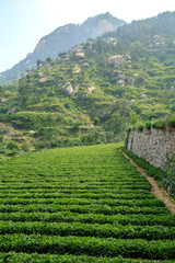 Green tea plantation