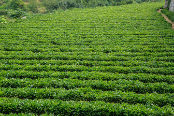 Green tea plantation