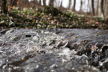 springcreek