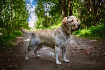 Golden Labrador walking in the spring park, natural light