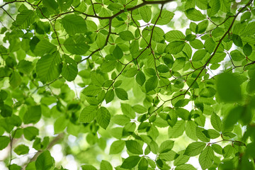 Fototapeta na wymiar Grüne Blätter am Baum von unten