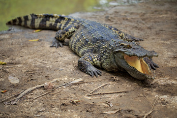 crocodile in the zoo