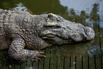 crocodile in the zoo